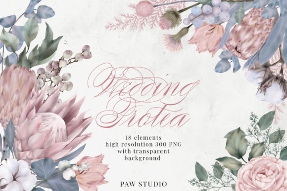 Wedding Protea Cotton Flowers Clipart for Modern Stationery